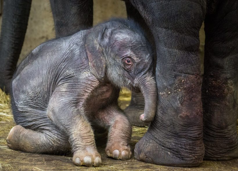 Totoje jeden ze slonů narozených před čtyřmi lety. Dnes váží tunu. Foto ZOO Praha, které