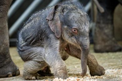 Tanařiubi skůně a spousta nových mláďat čeká na otevření... Zdroj Zoo Praha