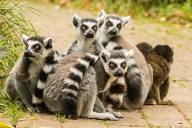 Lemur kata. Foto: Zoo/Pavel Vlček