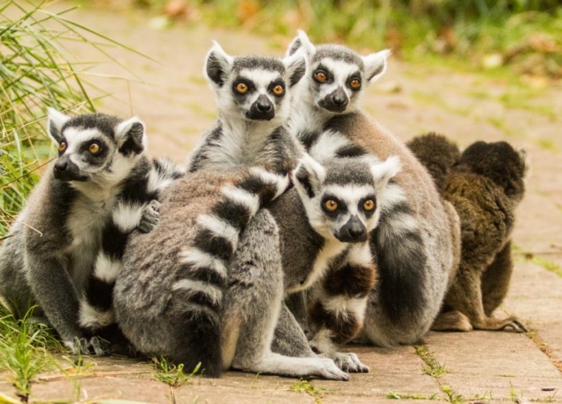 Lemur kata. Foto: Zoo/Pavel Vlček