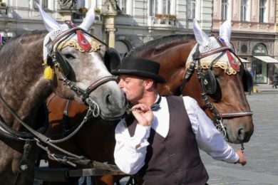 Pražští fiakristé své koně milují. Teď budou muset své koně kvůli magistrátu prodat. Půjdou s největší pravděpodobností na jatka. 