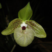 Orchideje v pražské Botanické zahradě: Paphiopedilum malipoense

