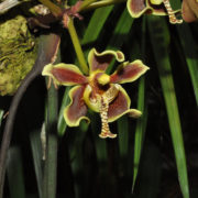 Orchideje v pražské Botanické zahradě: Paraphalaenopsis labukensis

