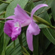 Orchideje v pražské Botanické zahradě: Sobralia macrantha