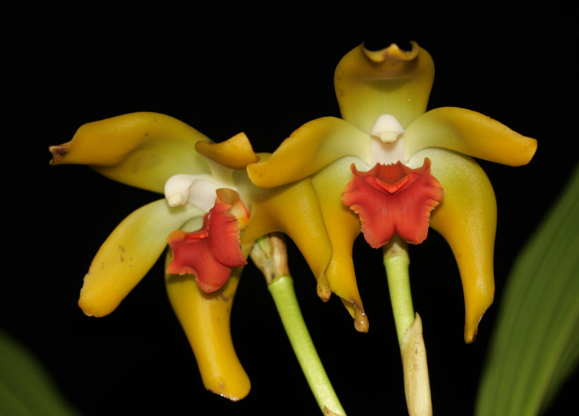 Orchideje v pražské Botanické zahradě: Sudamerlycaste cinnabarina

