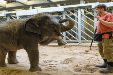 Zaměstnanci pražské zoo pomáhají podpořit chovatelská zařízení na Ukrajině nabídkou speciálních benefičních prohlídek. Stále je možné navštívit například slony s jejich vrchním chovatelem Martinem Kristenem – na snímku při veterinárním tréninku sloní samičky Lakuny. 