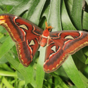 Největší motýl světa martináč 