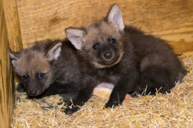 Mláďata vlků hřivnatých se v Zoo Praha narodila v úterý 1. března. 