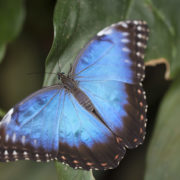motýl Morpho Peleides