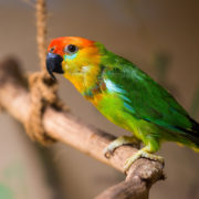 Loríček červenohlavý se stejně jako ostatní druhy fíkových papoušků vyznačuje vysokým hlasem a čilým poskakováním. Návštěvníci ho v Zoo Praha naleznou ve voliéře na panoramatické Papouščí stezce. 