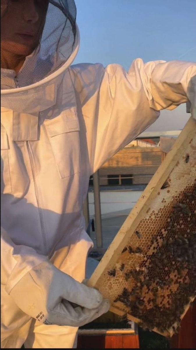 Na střechách „vyruší“ obyvatele úlů pouze včelaři. 