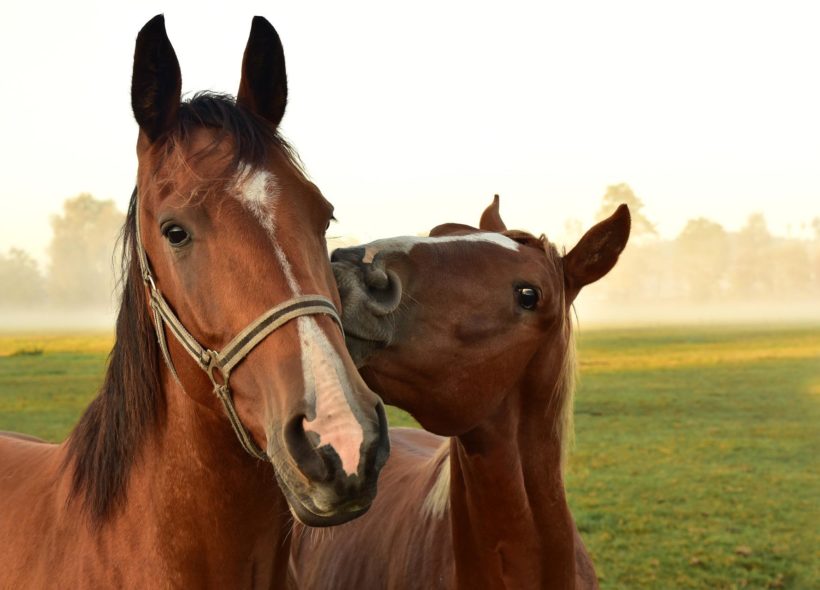 Koně po úrazech zachrání kmenové buňky