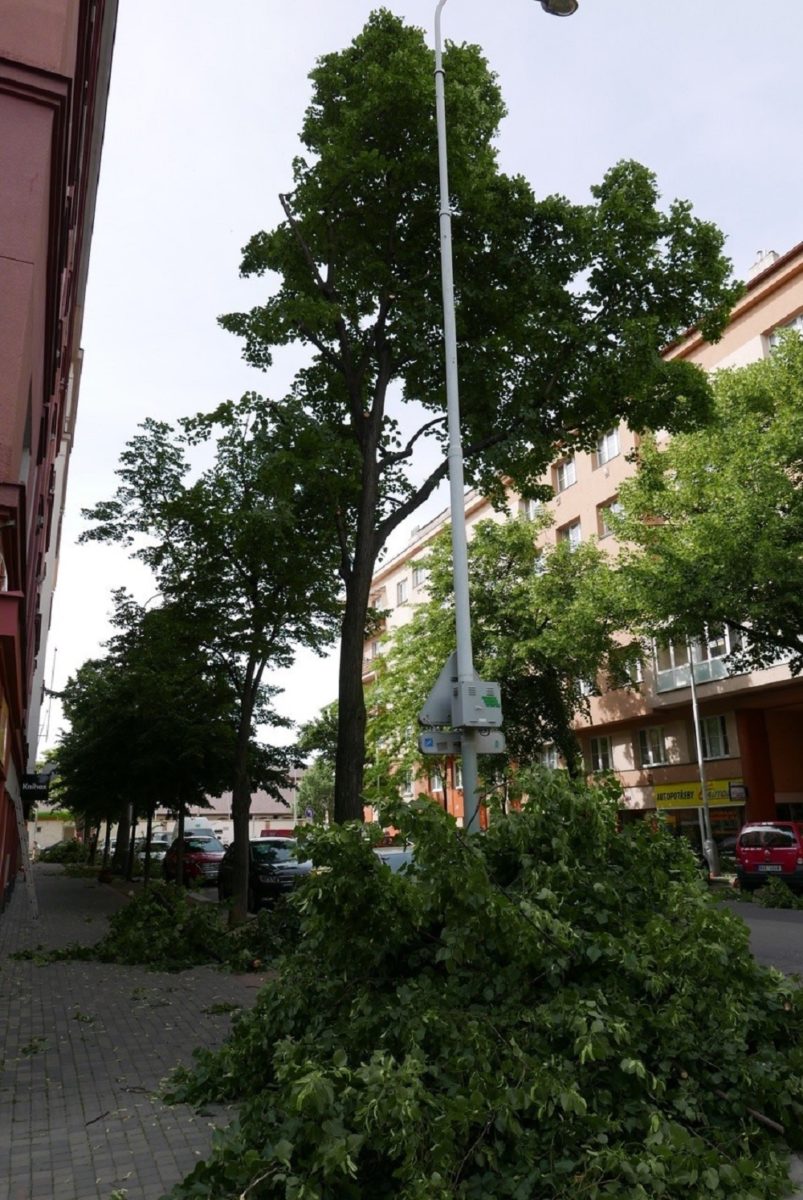 Prořezávání stromů - Praha 7