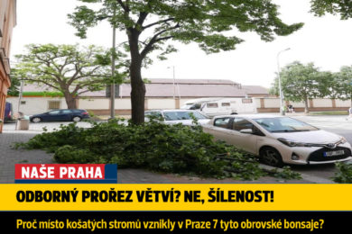 Prořez stromů 