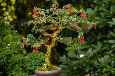 Japonská bonsaj