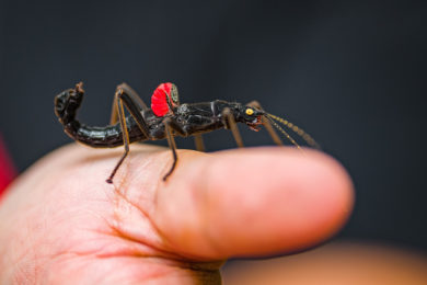 Návštěvníci se mohou těšit i na ukázky živého hmyzu, seznámit se tak mohou i se strašilkou ďábelskou.