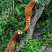 Nového samce pandy červené Jerryho (nahoře) lze nejlépe odlišit od samice světlejší barvou pruhů na ocase. 