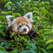 Při hledání pandy červené ve výběhu udělá návštěvník nejlépe, pokud vzhlédne vzhůru. Pandy totiž tráví velkou část času v korunách stromů, kde i odpočívají. Na snímku samice Regica