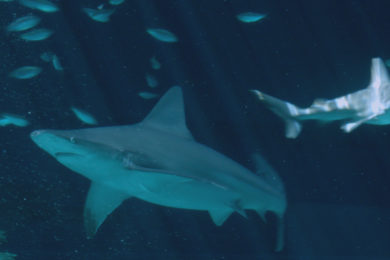 Nové série seriálu Když žraloci útočí začne televizní kanál PRIMA ZOOM vysílat od pátku 15. července.