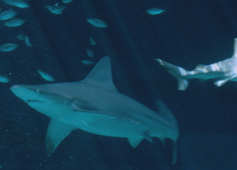 Nové série seriálu Když žraloci útočí začne televizní kanál PRIMA ZOOM vysílat od pátku 15. července.