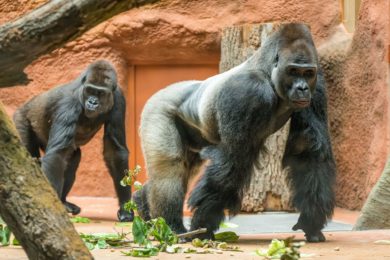 Největší pozornost přitahuje gorilí pár -  chovný samec Kisuma a samice Duni, dcera legendární Moji. 