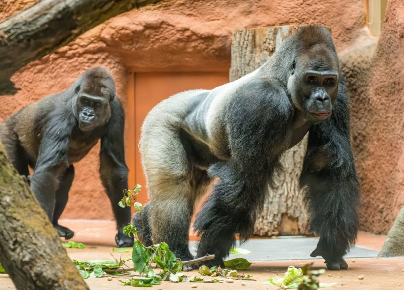 Největší pozornost přitahuje gorilí pár -  chovný samec Kisuma a samice Duni, dcera legendární Moji. 