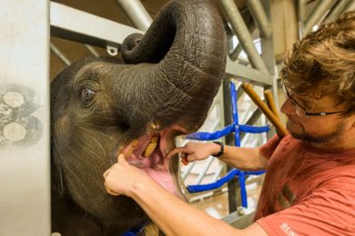 Vrchní chovatel Martin Kristen při kontrole tlamy sloní samičky Lakuny. 