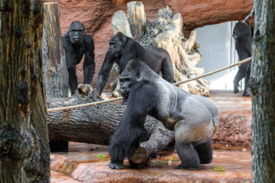 Nováčci v Zoo Praha, samec Kisumu a samice Duni, se setkali se zbytkem gorilí skupiny. Návštěvníci mohou čerstvě sdruženou šestici primátů pozorovat už nyní v pavilonu Rezervace Dja. Na snímku zleva: samice Kijivu, Shinda a stříbrohřbetý samec Kisumu. 
