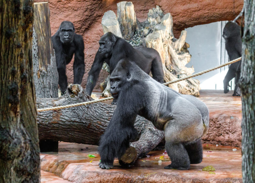 Nováčci v Zoo Praha, samec Kisumu a samice Duni, se setkali se zbytkem gorilí skupiny. Návštěvníci mohou čerstvě sdruženou šestici primátů pozorovat už nyní v pavilonu Rezervace Dja. Na snímku zleva: samice Kijivu, Shinda a stříbrohřbetý samec Kisumu. 