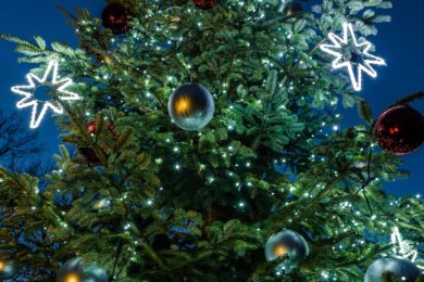 Vánoční strom bude v Zoo Praha rozsvícen již tuto neděli po 17. hodině.