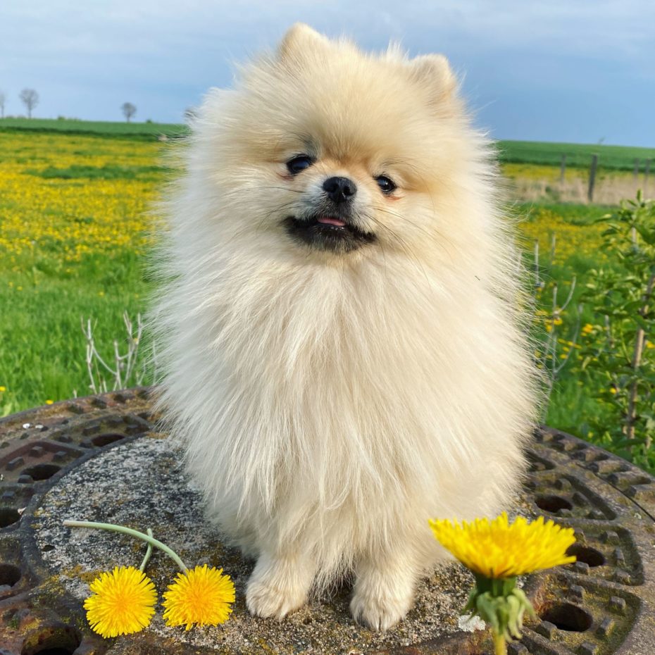 Pomeraniani jsou, jako právě Blue,
roztomilí psíci, ale jejich pořizovací cena
není lidová