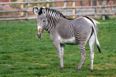 Ne všechna zvířata v Zoo Praha se těší stejné pozornosti sponzorů a adoptivních rodičů. Zebra Grévyho – největší a současně nejohroženější druh těchto pruhovaných lichokopytníků – patří mezi ty opomíjené. 