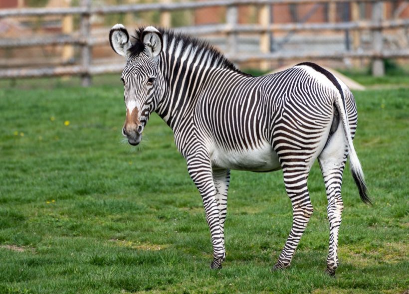 Ne všechna zvířata v Zoo Praha se těší stejné pozornosti sponzorů a adoptivních rodičů. Zebra Grévyho – největší a současně nejohroženější druh těchto pruhovaných lichokopytníků – patří mezi ty opomíjené. 
