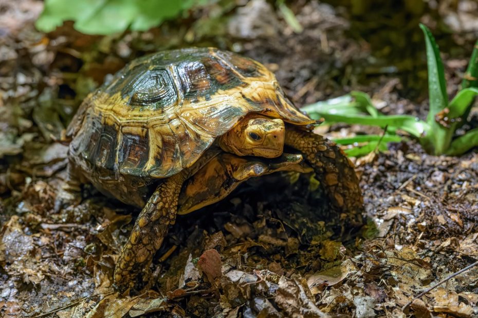 Tajuplná obyvatelka pralesního podrostu želva ohebná se vyznačuje částečně uzavíratelným krunýřem. I ona teď pátrá po svých adoptivních rodičích. 