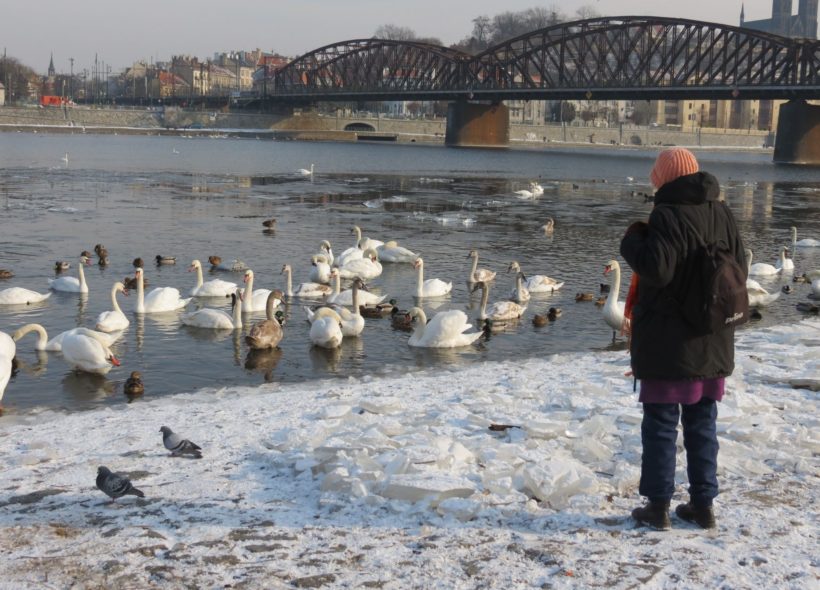 Pečivo nechte raději doma a vodním ptákům hoďte třeba nakrájený salát. 