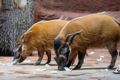 V novém pavilonu goril se zabydleli dva samci štětkounů afrických. Do Zoo Praha dorazila rezavá prasata z nizozemské zoologické zahrady v Emmenu.