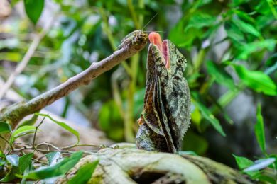 Agamy límcové jsou nově k vidění v Pavilonu šelem a plazů v Zoo Praha. Jako převážně hmyzožraví ještěři dostávají zejména cvrčky a saranče. 