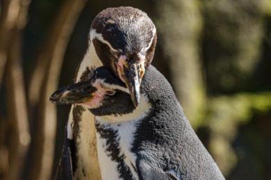 Valentýnský víkend v ZOO Praha.