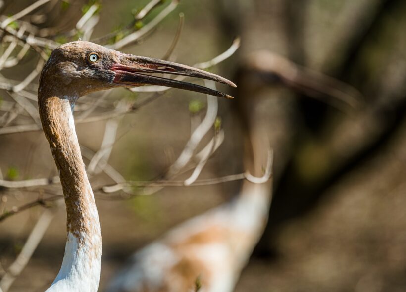 Zoo Praha získala dva samce kriticky ohrožených jeřábů bílých.