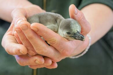 Nyní pokrývá tělo mláděte šedé prachové peří a jeho váha nepřesahuje ani 200 gramů. V dospělosti nabude černobílého „fraku“ dospělců a dosáhne až hmotnosti 6 kg. 