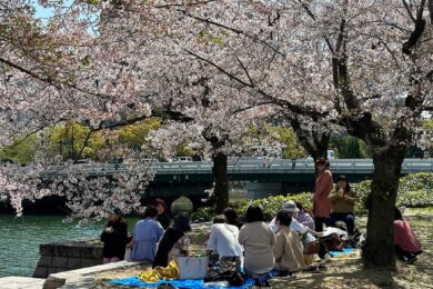 Svátek kvetoucích sakur Hanami 2023 se uskuteční v sobotu 22. 4. v parku Hanspaulka na Praze 6. 