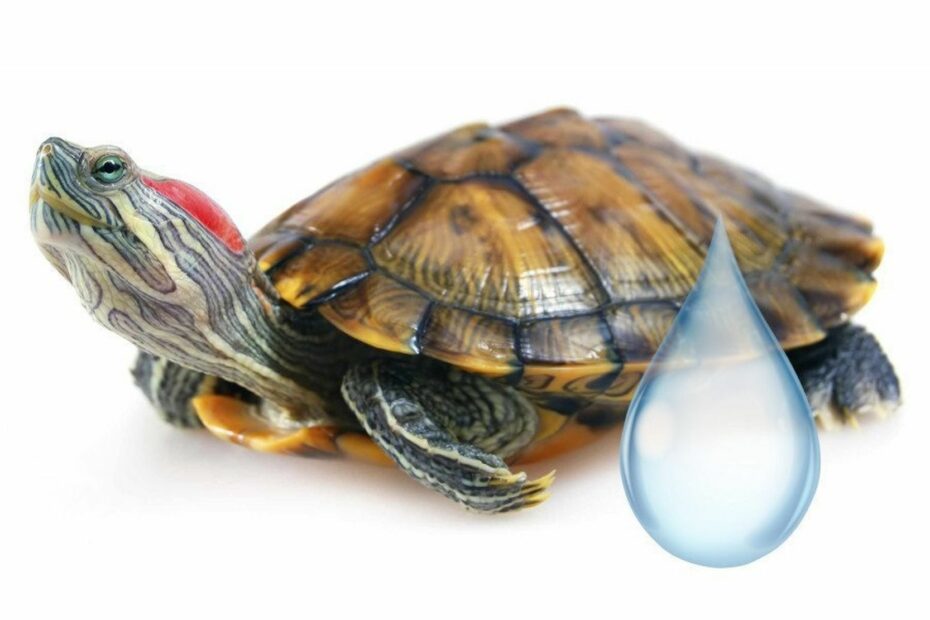 Dospělá želva by měla mít ve svém želvárium 250 litrů vody.