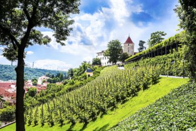 Svatováclavská vinice patří k nejstarším v Čechách, podle legend se zde v 10. století o révu staral sám kníže Václav. 