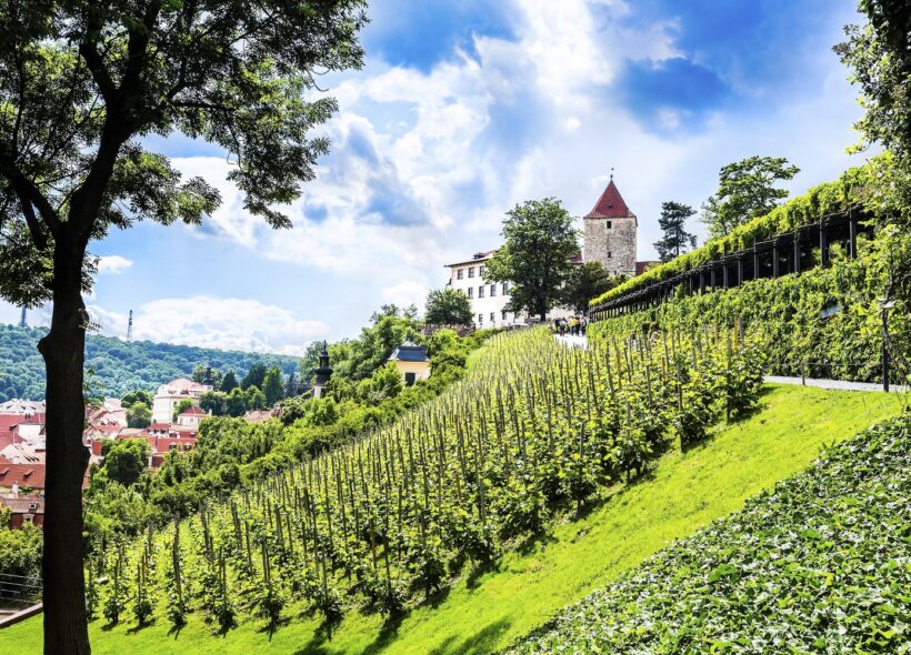 Svatováclavská vinice patří k nejstarším v Čechách, podle legend se zde v 10. století o révu staral sám kníže Václav. 