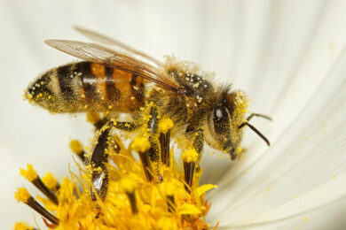 Den včel a jiných opylovatelů 2003 se blíží.