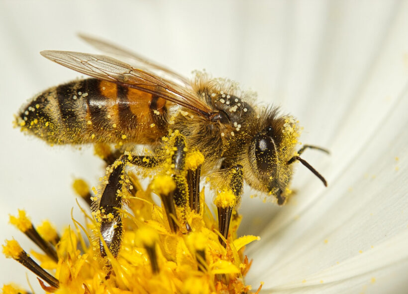 Den včel a jiných opylovatelů 2003 se blíží.
