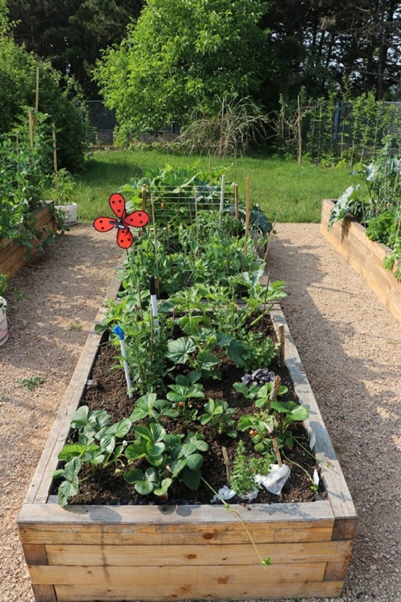 V komunitní zahradě se bude pěstovat ovoce, zelenina a bylinky.