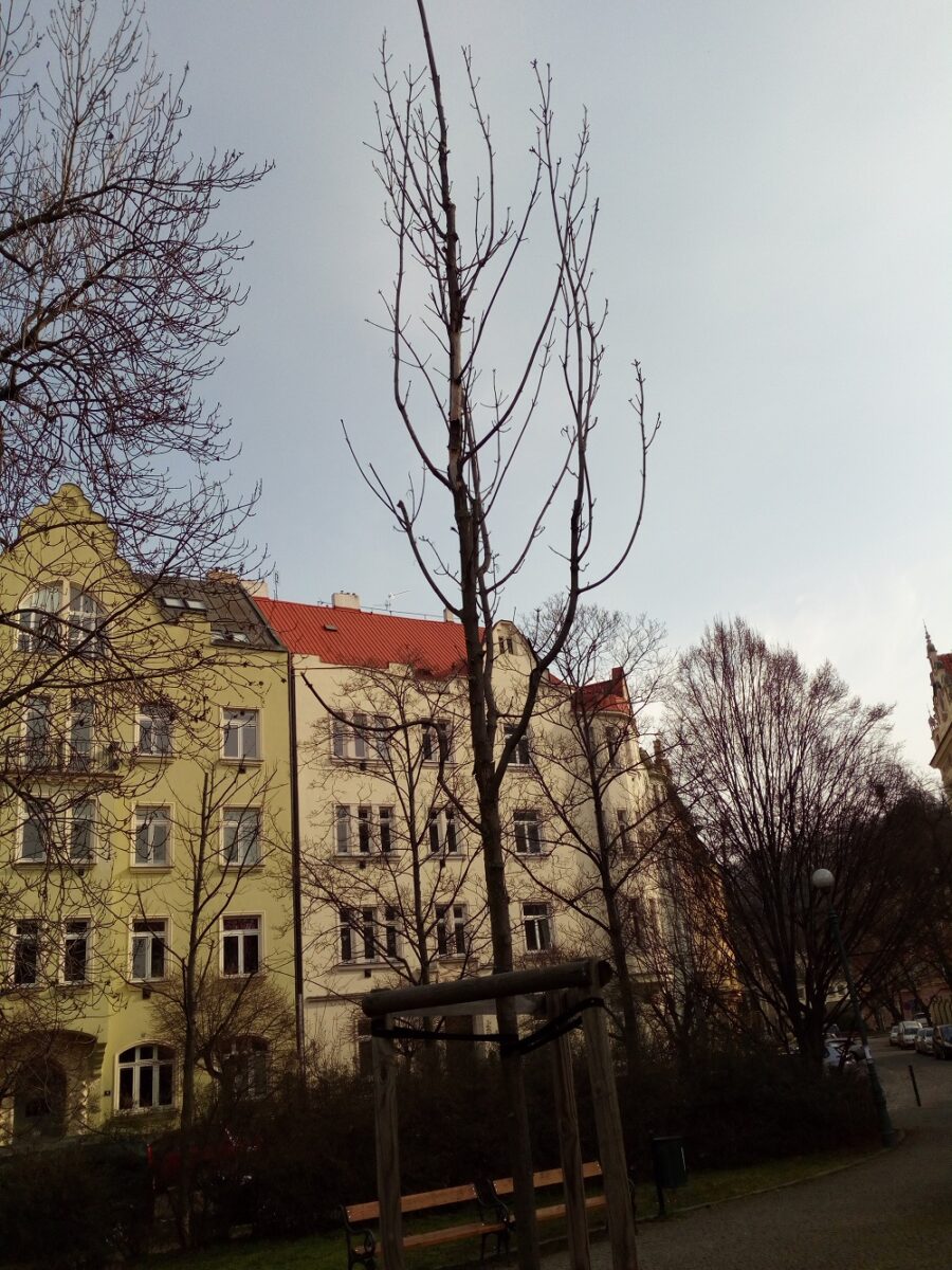 Nově zasazený strom na Lyčkově náměstí v Praze 8.