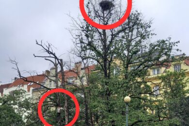 Suché stromy na Lyčkově náměstí nebylo možno dříve pokácet z důvodu zahnízděného ptactva, jak upravuje zákon 114 /1992 Sb. § 5a Ochrana volně žijících ptáků.