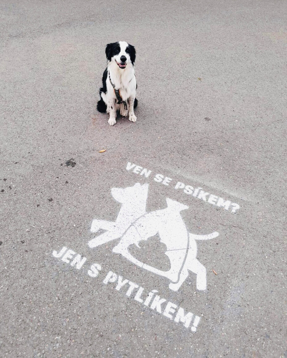 V Praze 3 se rozběhla nová kampaň radnice s názvem „Ven se psíkem? Jen s pytlíkem!“.